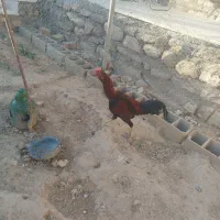 خروس لاری چاق