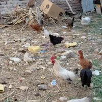40عدد مرغ تخمگزار  و نوچه محلی