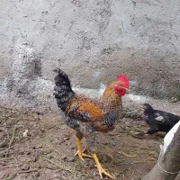 خروس و مرغ