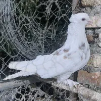 کبوتر هما