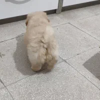 سگ مالتیپو نر|سگ|قم, امامزاده ابراهیم|دیوار