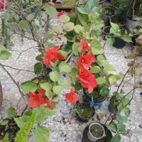 فروش گل کاغذی