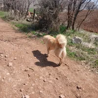 سگ دورگه سرابی