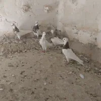 طوقی|پرنده|دزفول, |دیوار