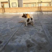 ۲قلاده سگ|سگ|گنبد کاووس, |دیوار