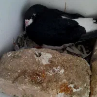 ک.فتر|حراج|شیراز, محراب|دیوار