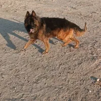 سگ ژرمن|سگ|سیرجان, |دیوار