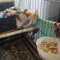 عروس هلندی نر و ماده