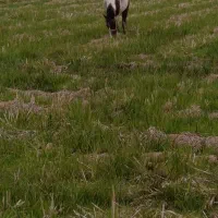 اسب ابلق|حیوانات مزرعه|آستانه اشرفیه, |دیوار