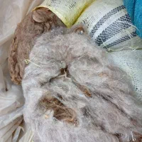 پشمگوسفندی