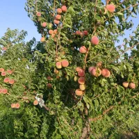 باغچه میوه ۵۰۰ متری سند دار با انشعابات