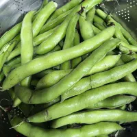 فروش باقالی محلی