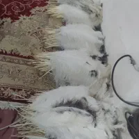 شاه پر شترمرغ