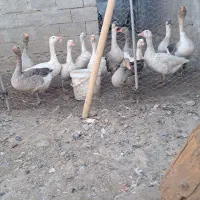 غاز معمولی چاق و چله|حیوانات مزرعه|الشتر, |دیوار