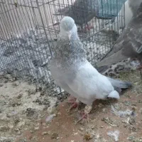 کفترسینه سوسنی گم شده
