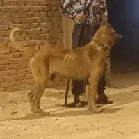 سگ سرابی اصل فقط برای نگهبانی|سگ|فشم, |دیوار