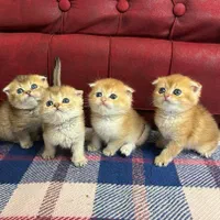 بچه گربه های دلربا ایران کتز|گربه|رشت, گلباغ نماز|دیوار