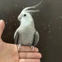 عروس هلندی
