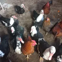 اردک|حیوانات مزرعه|خلخال, |دیوار