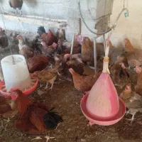 عرضه تخم بوقلمون و مرغ نطفه دار|حیوانات مزرعه|شاهین‌شهر, شهرک میلاد|دیوار