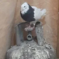 کبوترهای طوقی نروماده بفروش می رسد|پرنده|سوسنگرد, |دیوار