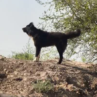 سگ شکاری