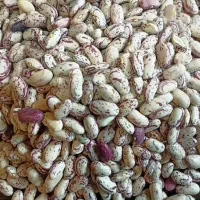 لوبیا چیتی|عمده‌فروشی|بجنورد, |دیوار