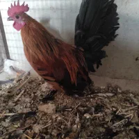 مرغ و خروس مینیاتوری|حیوانات مزرعه|مراغه, |دیوار