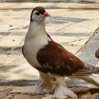 لاهوری