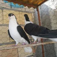 سیاه خوشرنگ|پرنده|میانه, |دیوار