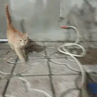 گربه واگوزاری