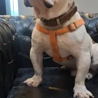 سگ انگلیش بولداگ انگلیس بولداگ