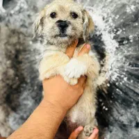 واگذاری پیکینیز تریر ۴ماهه سایز ریز|سگ|خرم‌آباد, |دیوار