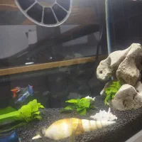 آکواریوم b102 دلسا با ماهی