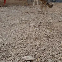 سگ پژدر|سگ|سملقان, |دیوار