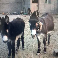فروش اسب و کره نر،الاغ ماده وکره