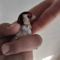 دوعددسهره ماده متولدقفس تاتی بده مست