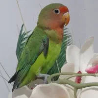 طوطی برزیلی