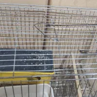 قفس دسه دو پرنده همراه با وسایل