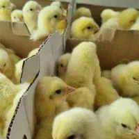 جوجه یک روز