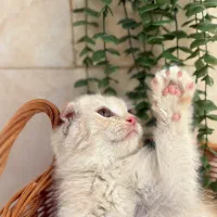 گربه اصیل|گربه|اصفهان, نقش جهان|دیوار