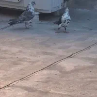 کفتر پرشی سینماش