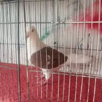 پشت گراف سرخ پر خال سیا نر|پرنده|گلبهار, بیزکی|دیوار