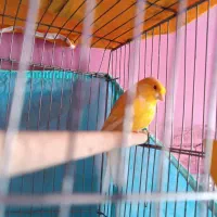 قناری چشم شرابی مست|پرنده|یاسوج, |دیوار