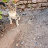 گربه رایگان|گربه|تربت‌حیدریه, بالا ولایت|دیوار
