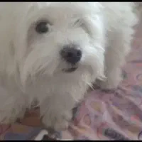 سگ گم شده