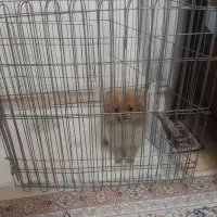 سگ پامرانین|سگ|سیرجان, |دیوار