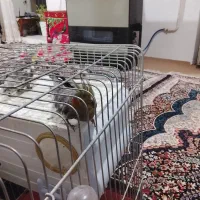 یک جفت عروس هلندی|پرنده|خلخال, |دیوار