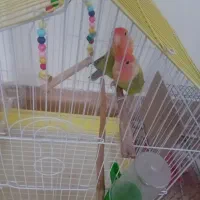 طوطی برزیلی