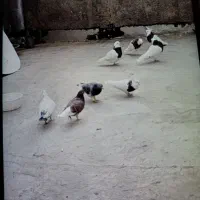 کبوتر|پرنده|قرچک, مهدیه|دیوار